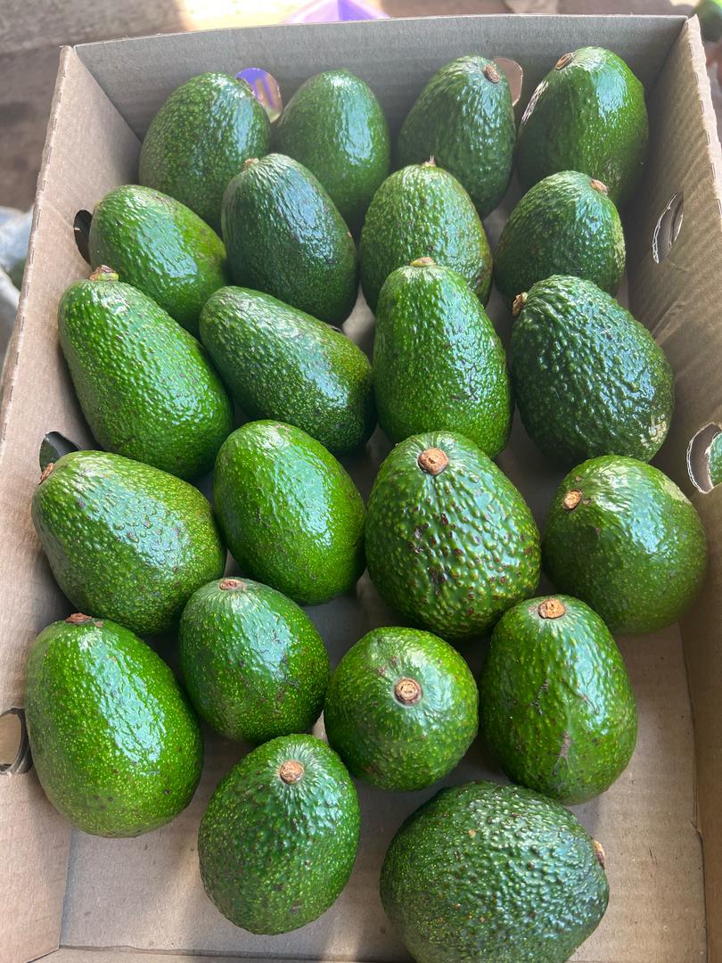 avo-3