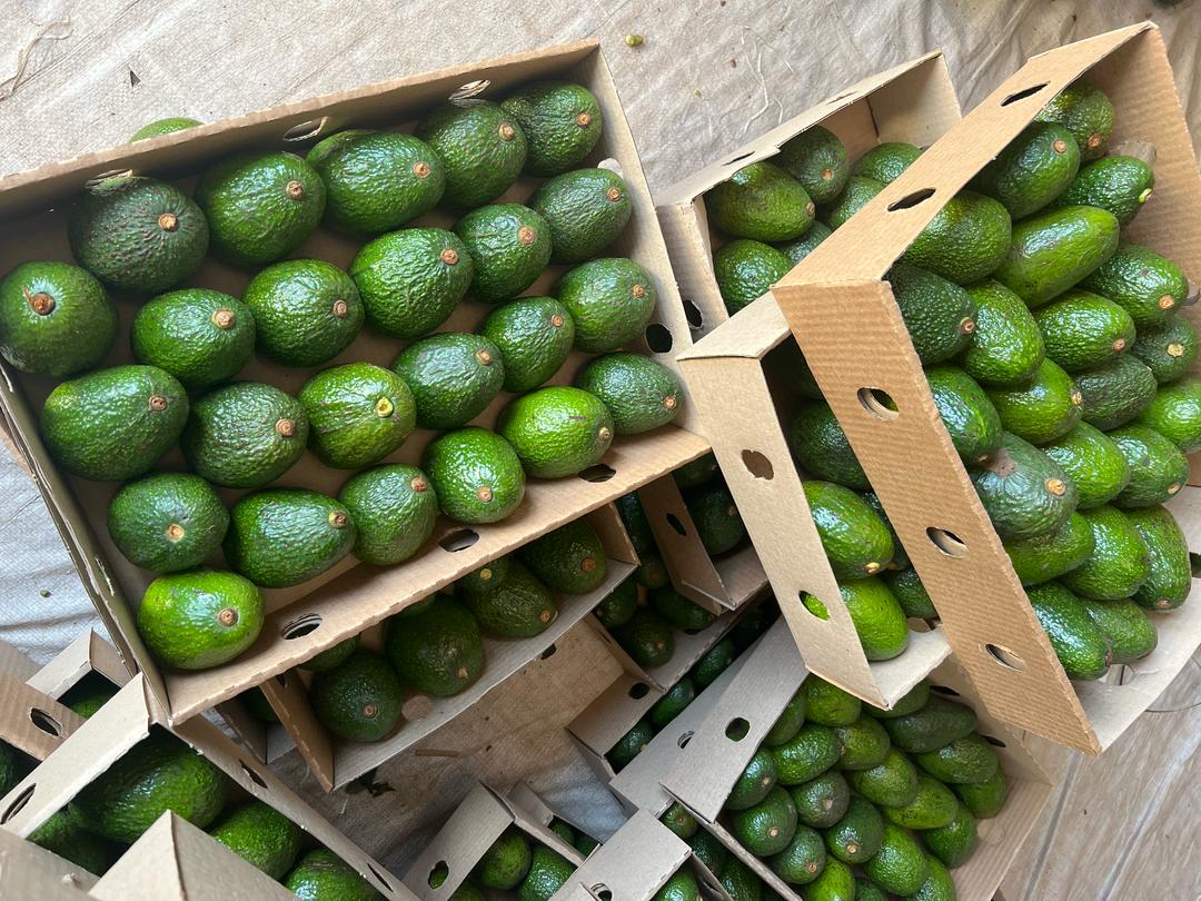 avo-4