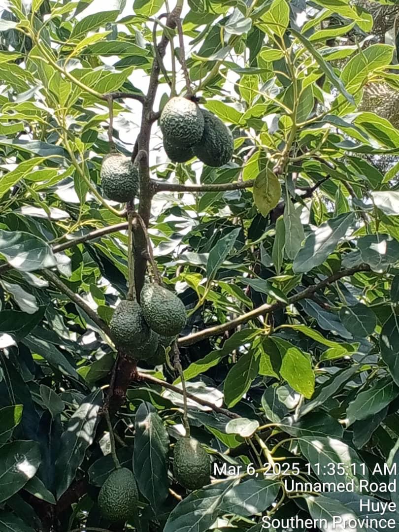 avo1