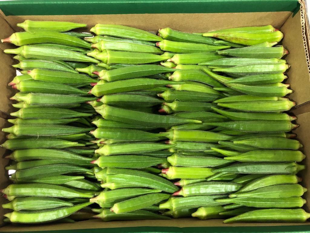 okra-2