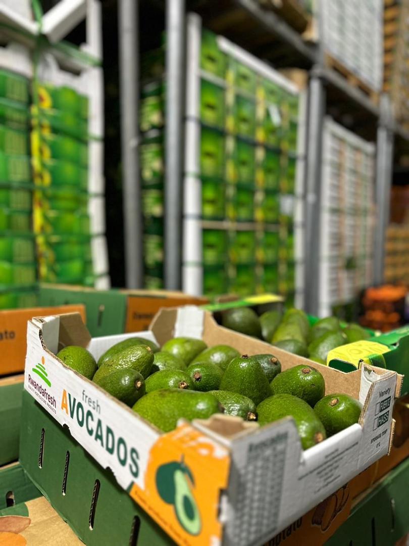 Avocado Farm