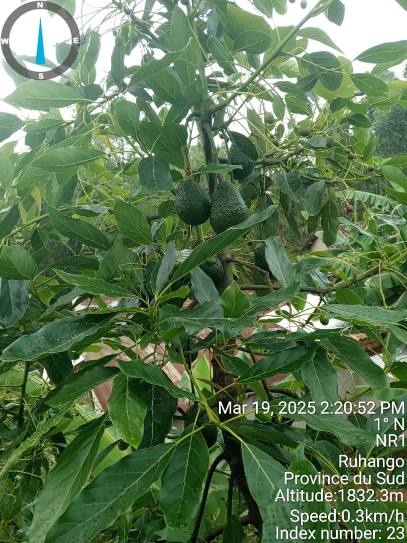tree2