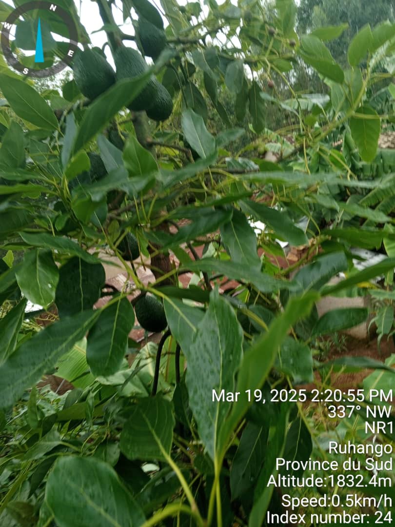 tree3
