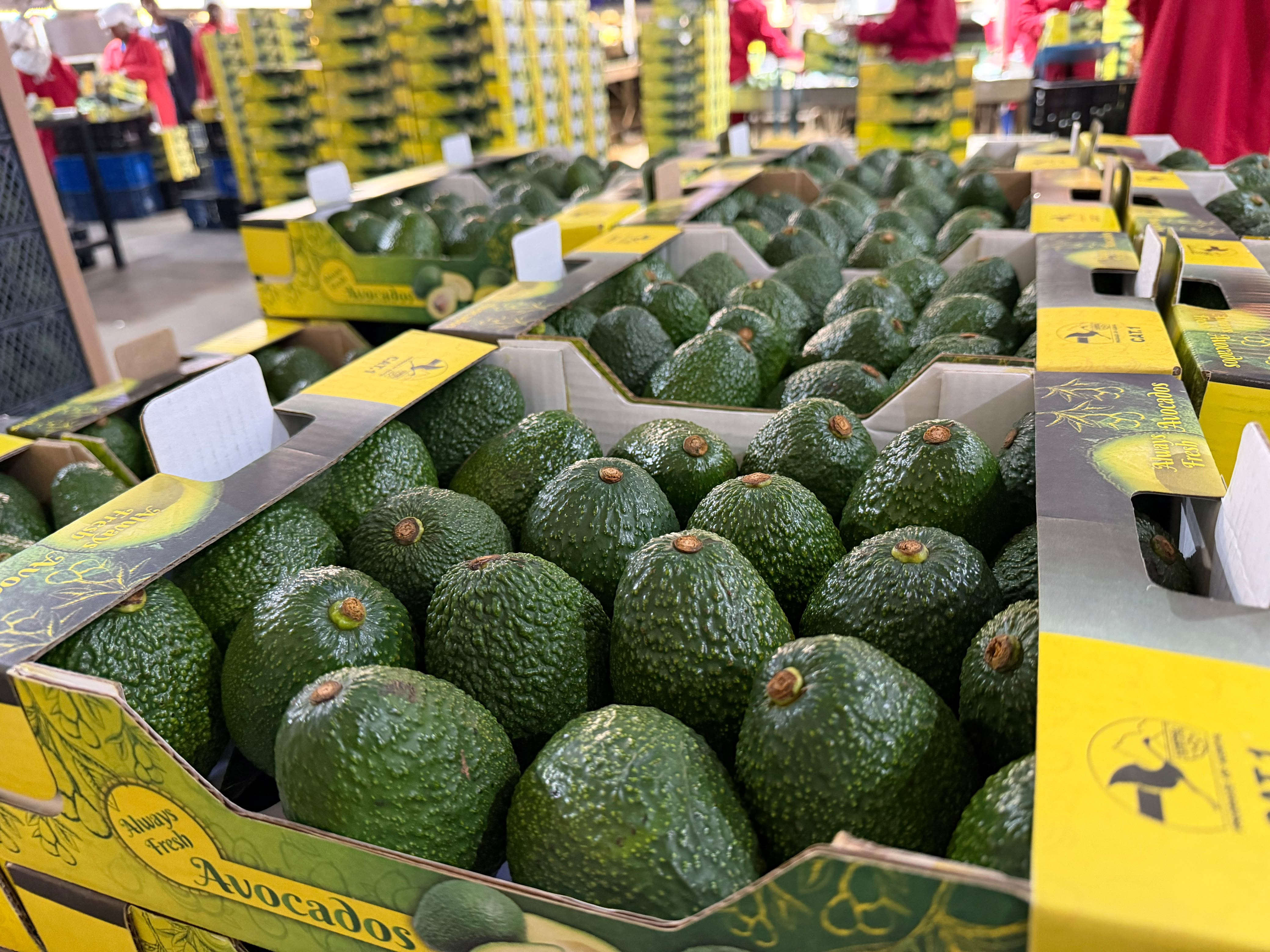 Successful shipment of fresh avocados