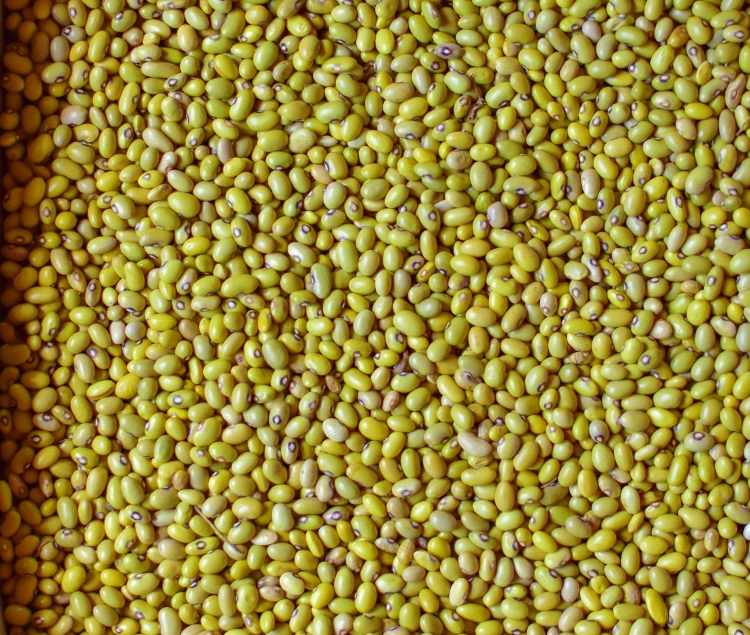 Yellow Beans